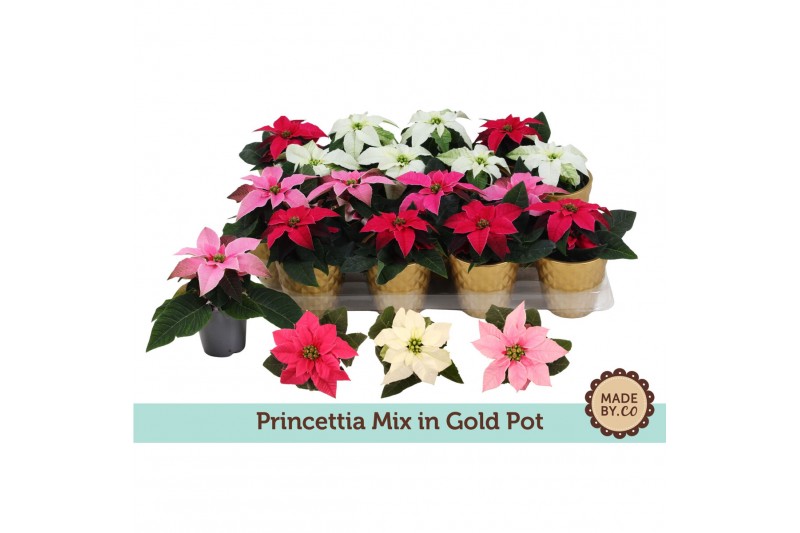 Euphorbia pul. princettia mix Gouden Pot Euphorbia pul. princettia mix Gouden Pot