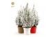 Picea glauca december 50/60 in Pot Colour mix + Snow 