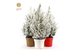 Picea glauca december 50/60 in Pot Colour mix + Snow