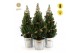 Picea glauca december P19 in Zinc Old-Look + Pine-Cone Light + Tree on 