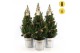 Picea glauca december P19 in Zinc Old-Look + Pine-Cone Light + Tree on 