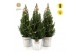 Picea glauca december P19 in Zinc Old-Look + Starlight + Star on Loop 