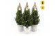 Picea glauca december P19 in Zinc Old-Look + Starlight + Star on Loop 