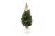 Picea glauca december P19 in Zinc Old-Look + Starlight + Star on Loop 