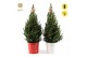 Picea glauca december P19 in Zinc X-mas Duo + Starlight + Star on Loop 