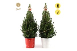 Picea glauca december P19 in Zinc X-mas Duo + Starlight + Star on Loop