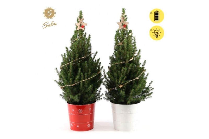 Picea glauca december P19 in Zinc X-mas Duo + Starlight + Star on Loop 
