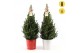Picea glauca december P19 in Zinc X-mas Duo + Starlight + Star on Loop 