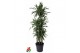 Dracaena fragr. der. ulises 120-carrousel 