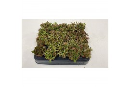 Crassula Radians