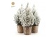 Picea glauca december P19 in Basket + Snow 