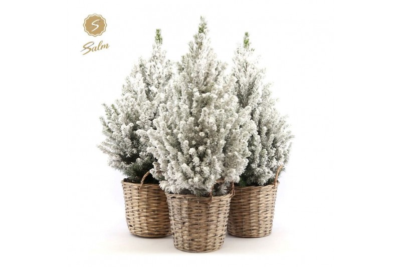 Picea glauca december P19 in Basket + Snow 