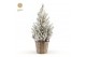 Picea glauca december P19 in Basket + Snow 