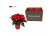 Euphorbia pul. christmas eve 6+ Bloem, Rood Keramiek 