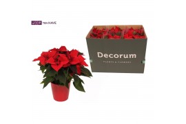 Euphorbia pul. christmas eve 6+ Bloem, Rood Keramiek