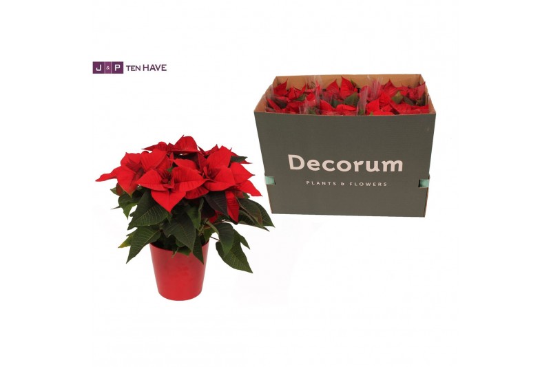 Euphorbia pul. christmas eve 6+ Bloem, Rood Keramiek 