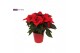 Euphorbia pul. christmas eve 6+ Bloem, Rood Keramiek 