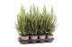 Picea glauca conica 