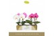 Phalaenopsis mix Singolo & Co - Mix - 2 bloem 