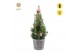 Picea glauca december P19 in Wood + Winterlight-Ski + Star on Loop 