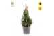 Picea glauca december P19 in Wood + Winterlight-Skate + Star on Loop 