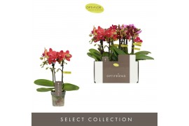 Phalaenopsis multiflora mix Optifriend Love mix 2 spike 10 bl. 2 tak/p