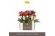 Phalaenopsis multiflora mix Optifriend Love mix 2 spike 10 bl. 2 tak/p 