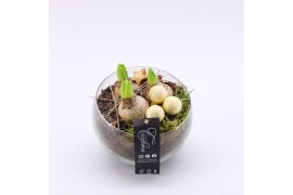 Arrangementen hyacinthus XHF-2504 Xmas Hyacint Fundamentals 1 pp