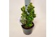 Euonymus japonicus marieke 