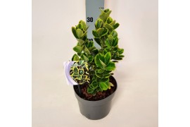 Euonymus japonicus marieke