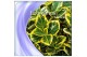 Euonymus japonicus marieke 