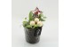 Arrangementen hyacinthus HYCXM-2512 Hyacint Kerst 2 pp 