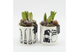 Arrangementen hyacinthus HYCXM-2543 Hyacint Kerst 1 pp