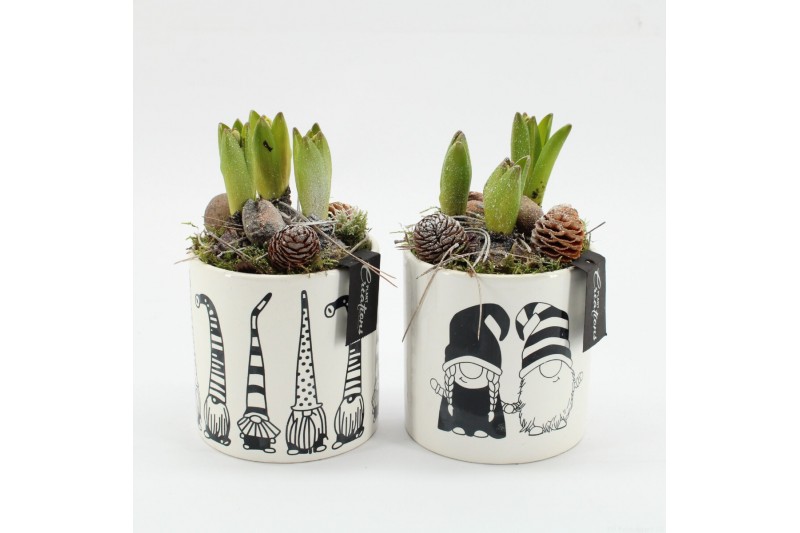 Arrangementen hyacinthus HYCXM-2543 Hyacint Kerst 1 pp Arrangementen hyacinthus HYCXM-2543 Hyacint Kerst 1 pp
