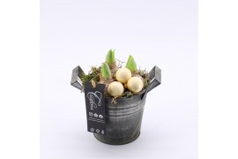Arrangementen hyacinthus XHF-2522 Xmas Hyacint Fundamentals 1 pp