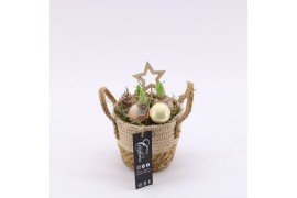 Arrangementen hyacinthus XHF-2516 Xmas Hyacint Fundamentals 1 pp