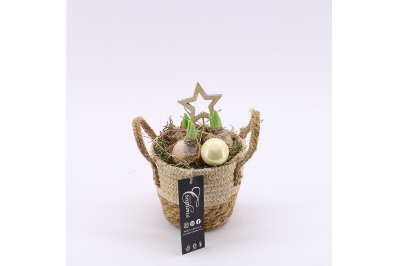 Arrangementen hyacinthus XHF-2516 Xmas Hyacint Fundamentals 1 pp Arrangementen hyacinthus XHF-2516 Xmas Hyacint Fundamentals 1 pp
