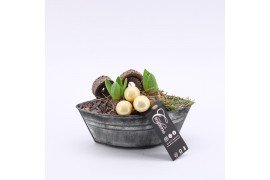 Arrangementen hyacinthus XHF-2524 Xmas Hyacint Fundamentals 2 pp