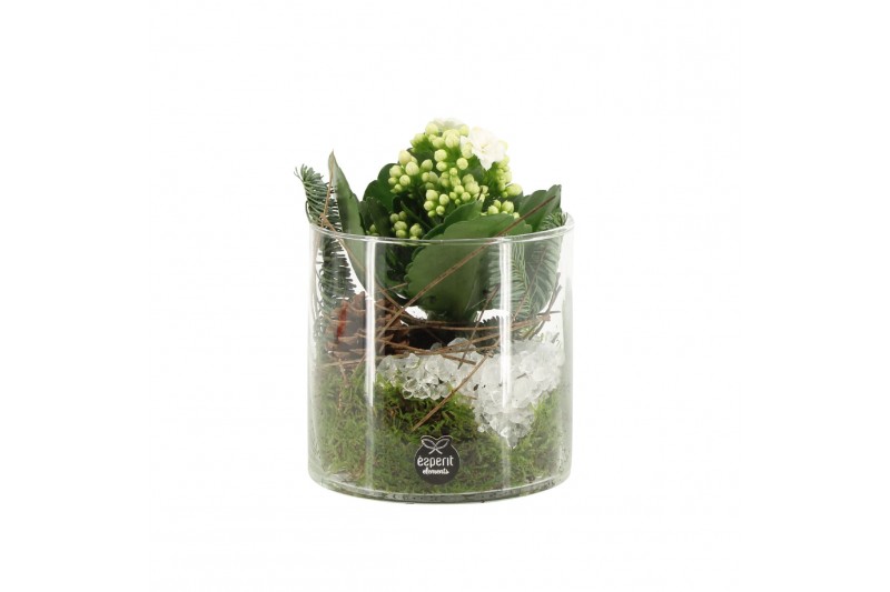 Arrangementen kamerplanten 61698: X-mas arrangement 1 pp Arrangementen kamerplanten 61698: X-mas arrangement 1 pp