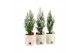 Arrangementen kamerplanten 61582: X-mas arrangement 1 pp 