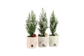 Arrangementen kamerplanten 61582: X-mas arrangement 1 pp