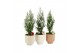 Arrangementen kamerplanten 61582: X-mas arrangement 1 pp 