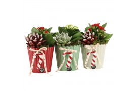 Arrangementen kamerplanten 61818: X-mas arrangement 2 pp
