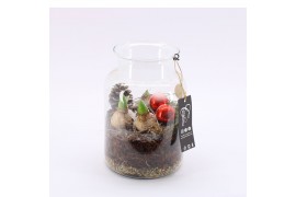 Arrangementen hyacinthus XHF-2507 Xmas Hyacint Fundamentals 1 pp