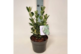 Euonymus japonicus silver simon