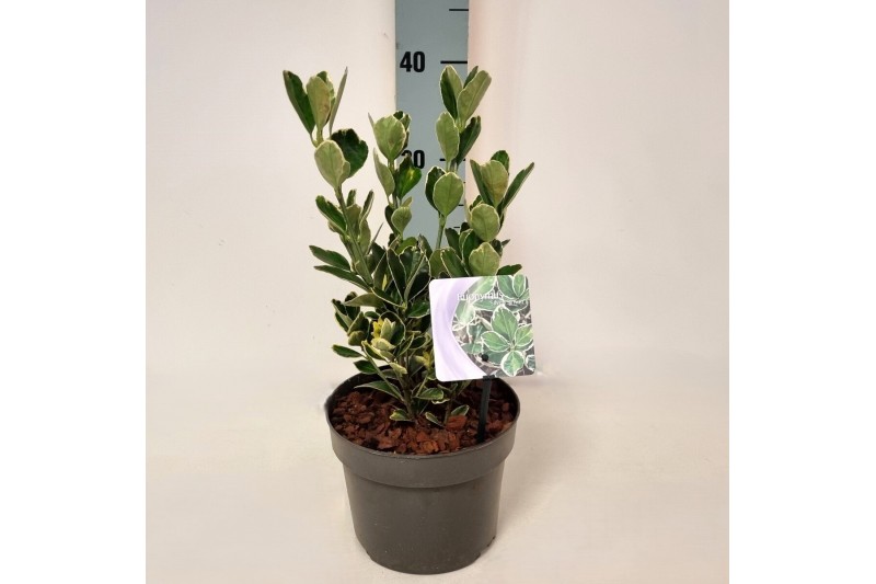 Euonymus japonicus silver simon 