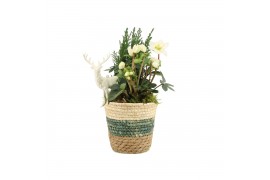 Arrangementen tuinplanten 61983: X-mas outdoor arrangement 2 pp