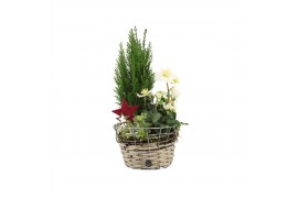 Arrangementen tuinplanten 61992: X-mas outdoor arrangement 3 pp