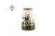 Arrangementen kamerplanten 61937: X-mas arrangement 2 pp 