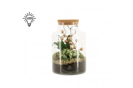 Arrangementen kamerplanten 61937: X-mas arrangement 2 pp